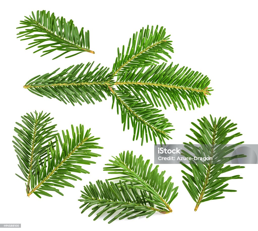 Fir tree branch isolated on white Snow Stock Photo