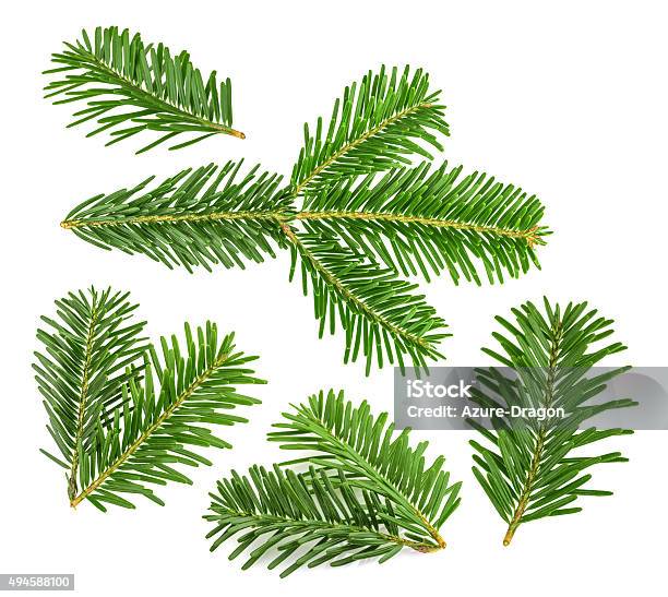 Fir Tree Branch Isolated On White Stock Photo - Download Image Now - Snow, Cut Out, Leaf