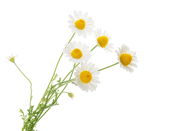 istock Chamomiles isolated on white background. cutout 494588156