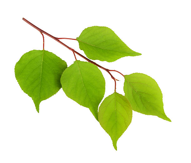 istock apricot leaves isolated 494588318