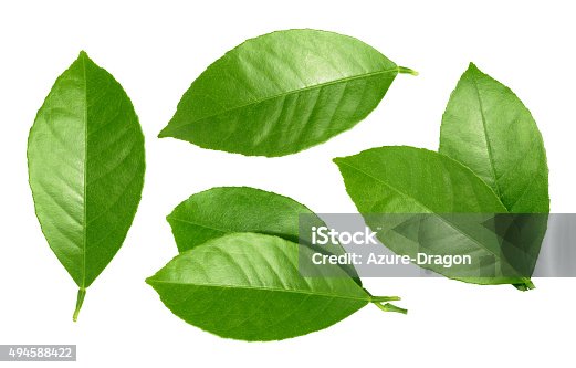 istock Lemon leaf isolated on white background 494588422