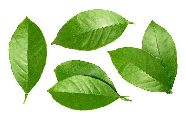 Photo of Lemon leaf isolated on white background