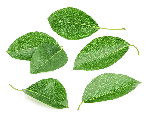 istock Pears leaves isolated on a white background 494588488