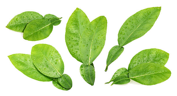 istock Wet citrus lime leaves isolated on white background 494588582