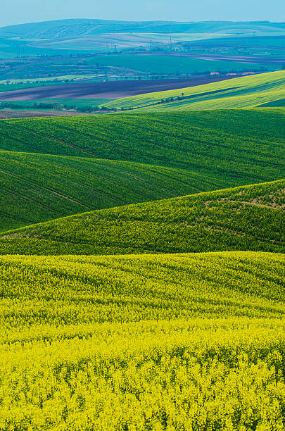 istock Rapeseed yellow green field in spring 494588860