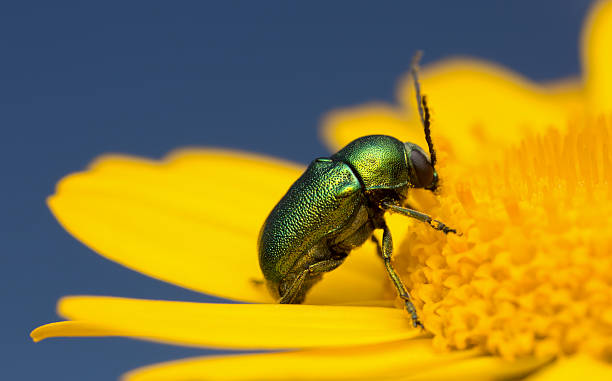 istock Cryptocephalus hypochoeridis feeding on flower 494588932