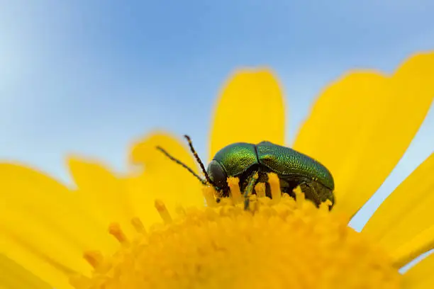 Digital photo of a Cryptocephalus hypochoeridis feeding on flower. This beetle belongs to the Chrysomelidae family, leaf beetles. 