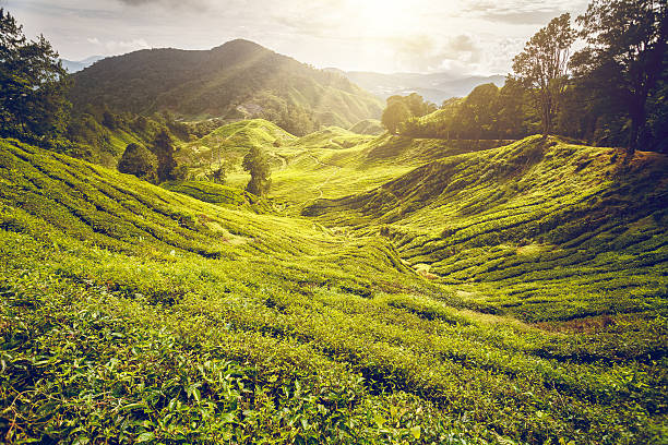 istock Tea plantation in Malaysia 494589356