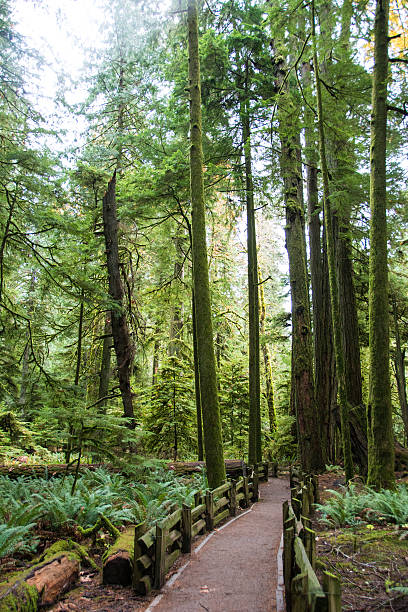 istock Temperate Rain Forest Trail in Autumn- Cathedral Park, Canada 494589556