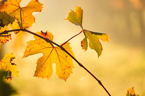 виноградник в langhe hills в осень - filari стоковые фото и изображения