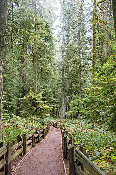 istock Temperate Rain Forest Trail in Autumn- Cathedral Park, Canada 494590098