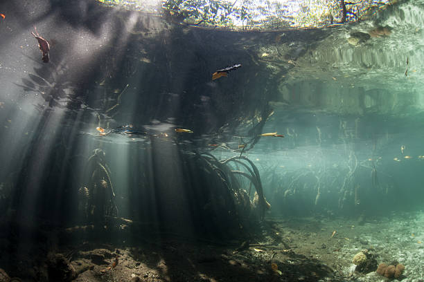 istock Sunlight and Mangrove Forest in Raja Ampat 494590132