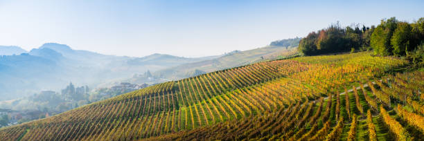 istock Vineyard in Langhe hills during autumn 494590864