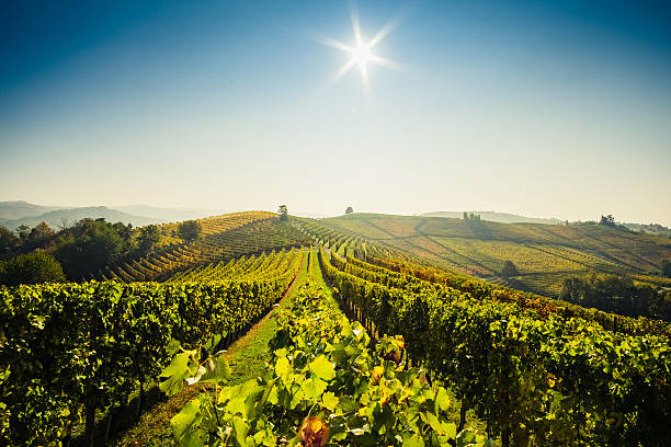 istock Vineyard in Langhe hills during autumn 494590936