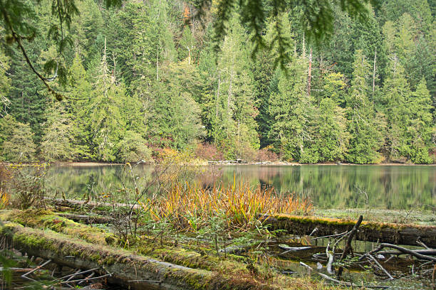 istock Temperate Rain Forest plants  in Autumn- Cathedral Park, Canada 494591210