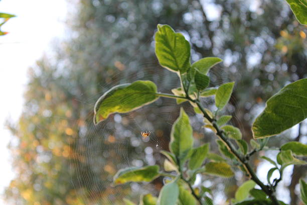 Spiderweb with a spider in the center as the main focus, leaves can be seen in the background as well as a tree in the far background.