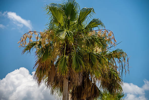 istock Palmetto tree set against a Carolina blue sky. 494592834