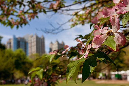 The pink blossoms of a dogwood tree in Piedmont Park frame an Atlanta cityscape as spring unfolds in the city.