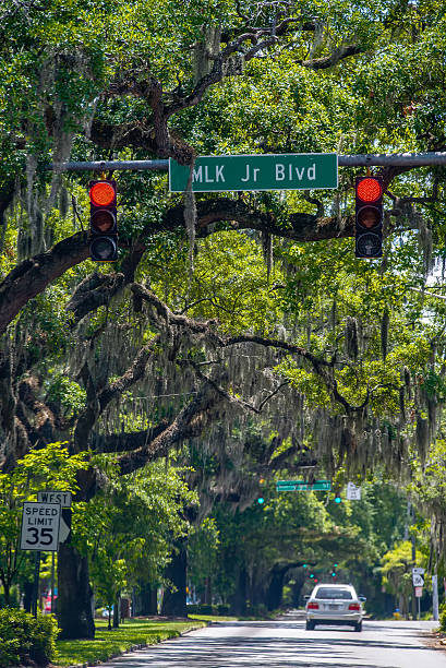 istock Savannah Georgia  oak tree lined streets 494592934