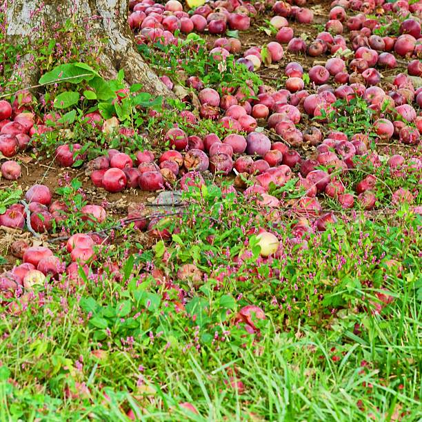 istock Ripe Red Apples on the Ground 494592954