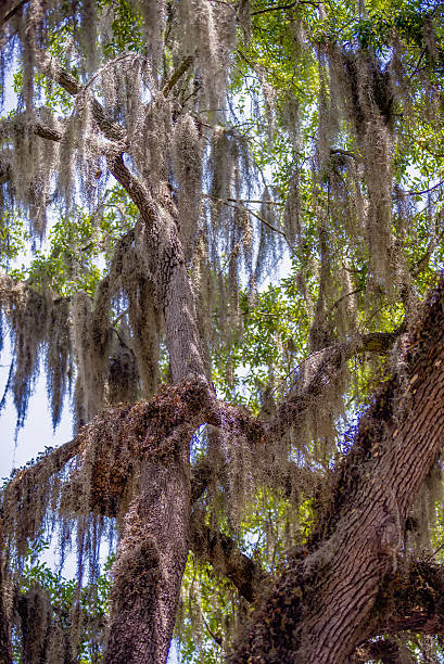 istock Savannah Georgia  oak tree lined streets 494592978