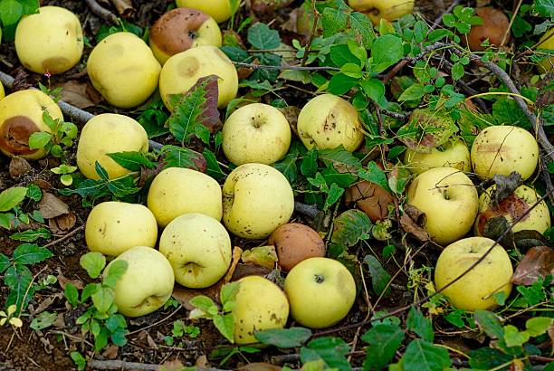 istock Ripe Yellow Apples on the Ground 494593076