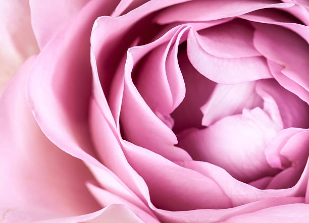 istock close-up of fresh rose flower 494593462
