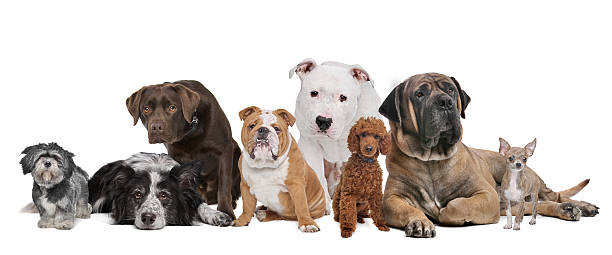 istock Group of eight dogs 494594612