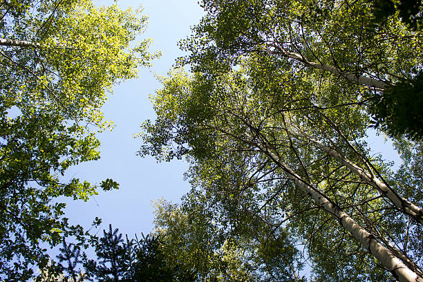istock Park with birch trees in autumn forest 494595008
