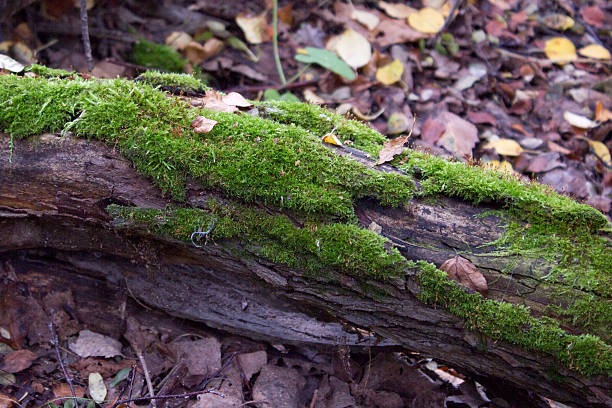 istock Moss covered woodland floor 494595144