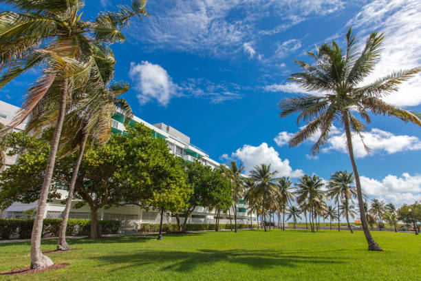 istock Palmtrees under the wind in a sunny day 494595236