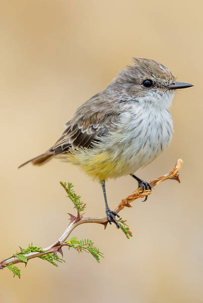 istock Vermilion Flycatcher Female close up 494595896