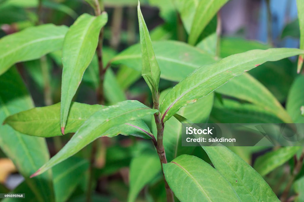 Fresh Vietnamese coriander Fresh Vietnamese coriander plant in vegetable garden 2015 Stock Photo