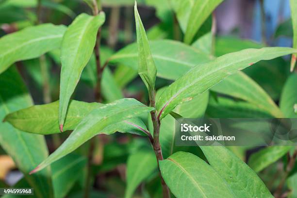 Fresh Vietnamese Coriander Stock Photo - Download Image Now - 2015, Asia, Close-up