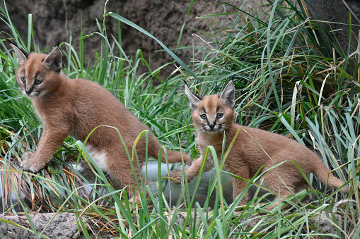 Dos Caracal kittens photo