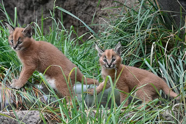 Two Caracal kittens on their first outing