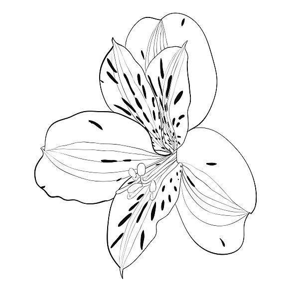 ilustraciones, imágenes clip art, dibujos animados e iconos de stock de hermosa, en blanco y negro monocromo alstroemeria flor aislados. - gladiolus flower white isolated
