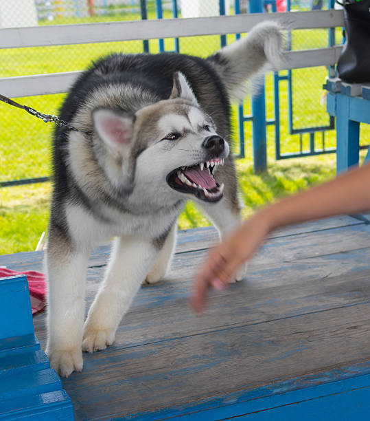 alaskan alaskan malamute próbuje gryźć ręka człowieka - dog biting aggression animal teeth zdjęcia i obrazy z banku zdjęć