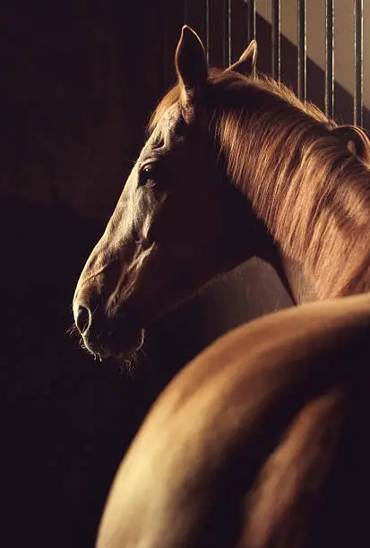 Horse with a character and dramatic lighting, in stable.