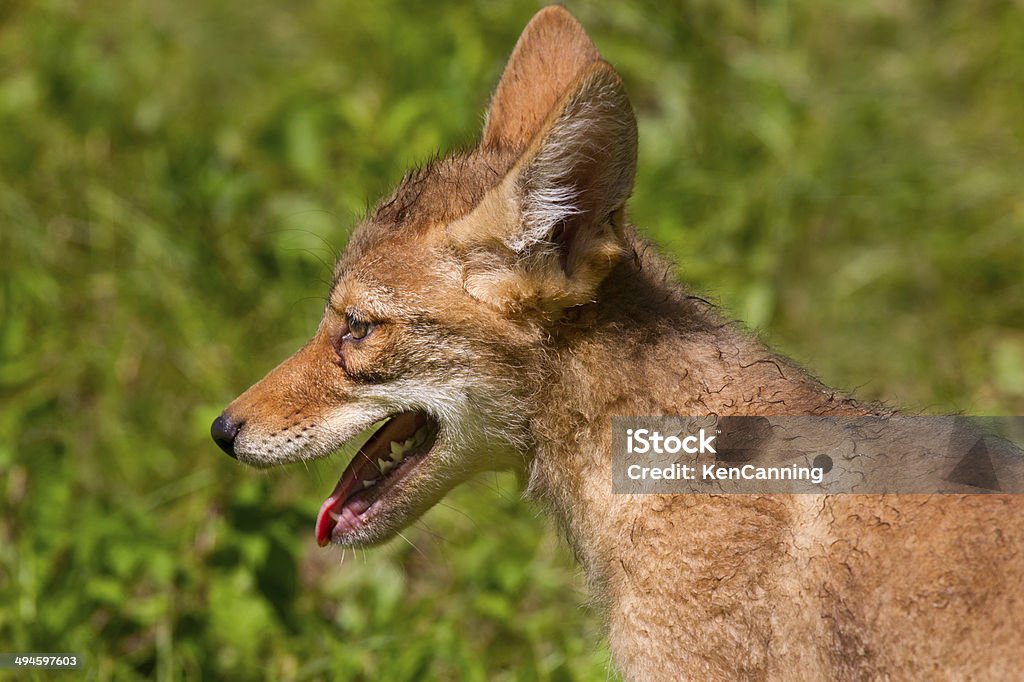 Coyote toutou - Photo de Coyote libre de droits