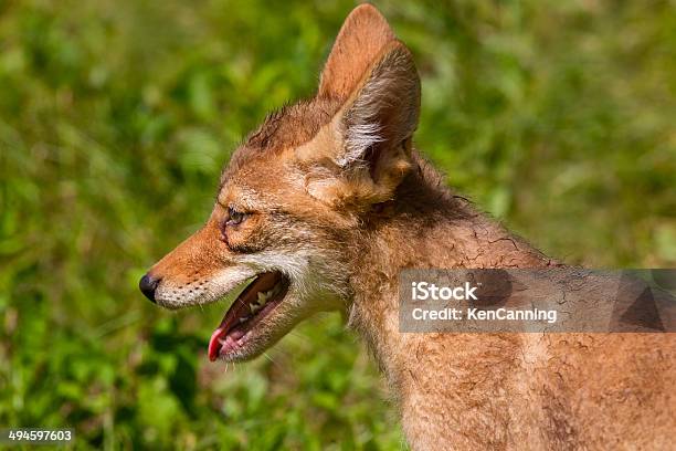 Photo libre de droit de Coyote Toutou banque d'images et plus d'images libres de droit de Coyote - Coyote, Amérique du Nord, Animal vertébré