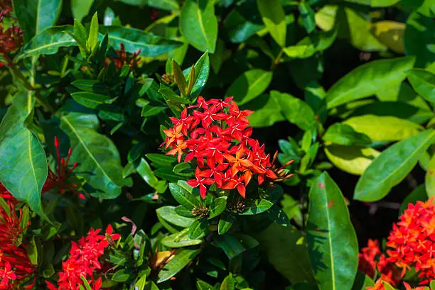 Photo of flower spike