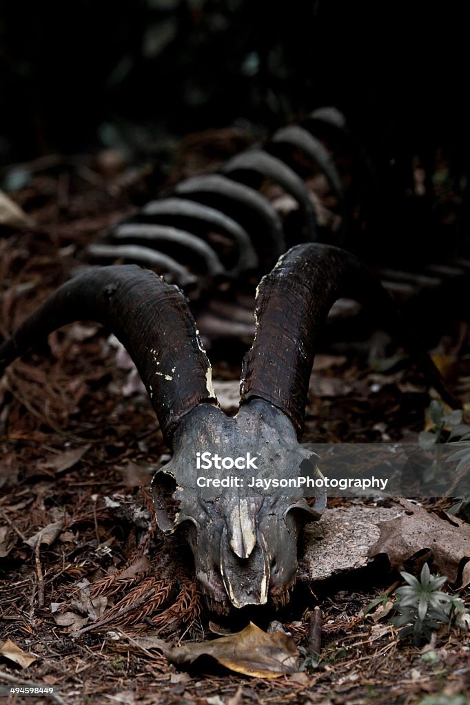 Wild goat Skull and bones in nature Wild goat -  Alpine ibex Skull and bones in nature Africa Stock Photo