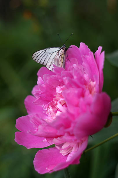 istock White butterfly on a flower pion 494599845