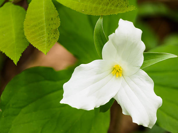 istock Trillium flower on the forest floor 494600395