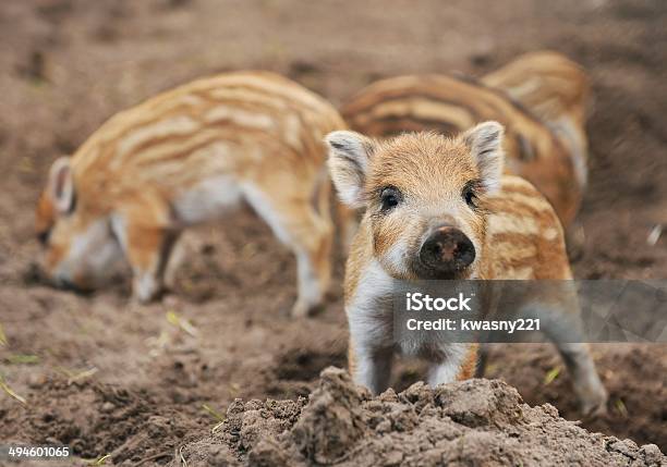 Young Wild Boar Stock Photo - Download Image Now - Wild Boar, Piglet, Small