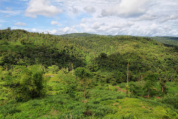 istock Landscape of ecuadorian jungle 494601637