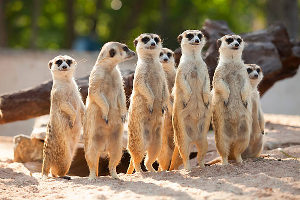 Meerkat. Meerkat Family are sunbathing. posture photos stock pictures, royalty-free photos & images