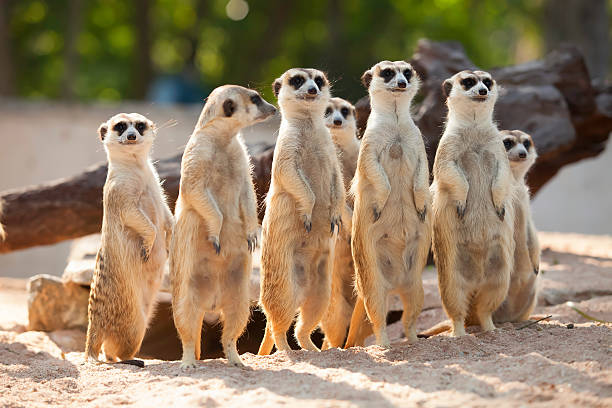 Meerkat. Meerkat Family are sunbathing. meerkat standing stock pictures, royalty-free photos & images