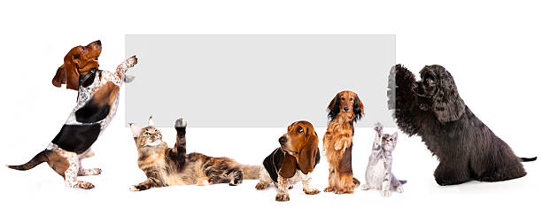istock dogs and cats 494602727